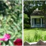 Boyd house garden